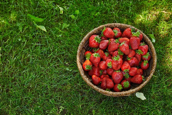 Top view of sweet organic strawberries in wicker basket on green grass — Stock Photo