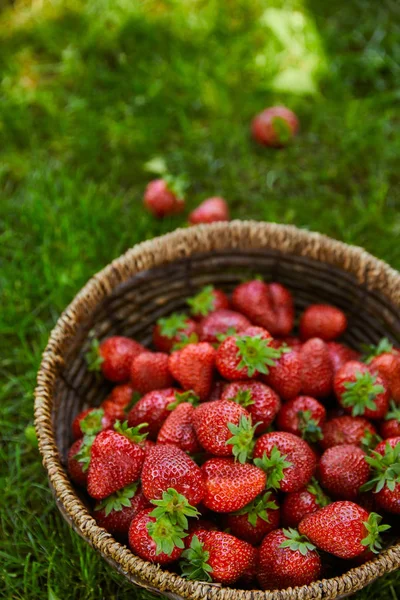 Sweet fresh strawberries in wicker basket on green grass — Stock Photo