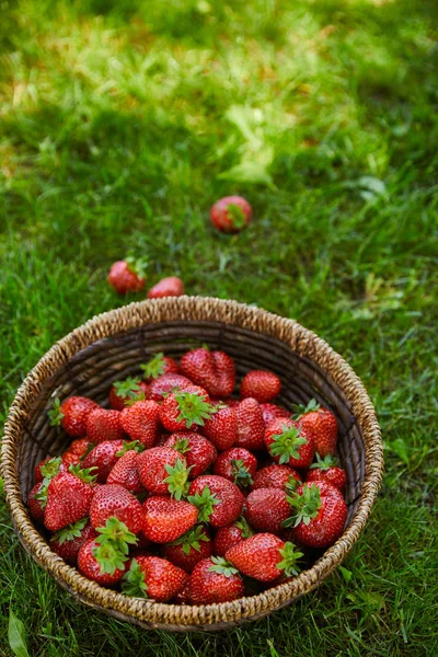 Fresh strawberries in wicker basket on green grass — Stock Photo