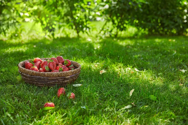 Morangos vermelhos doces em cesta de vime no jardim verde — Fotografia de Stock