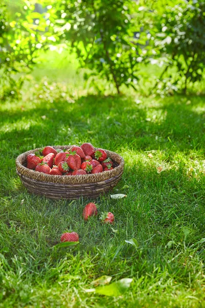 Morangos frescos vermelhos na cesta de vime na grama verde no jardim — Fotografia de Stock