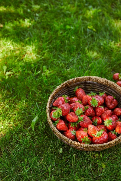 Frische rote Erdbeeren im Weidenkorb auf grünem Gras — Stockfoto