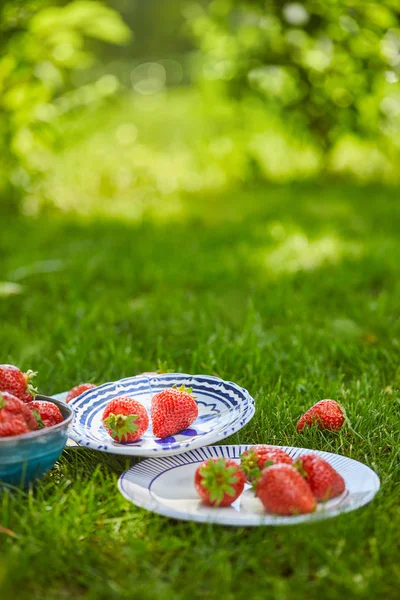 Selective focus of red sweet strawberries in bowl and plates on green grass — Stock Photo