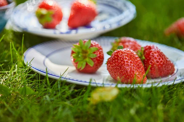 Focalizzazione selettiva di fragole biologiche in piatti su erba verde — Foto stock