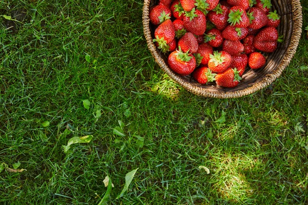 Draufsicht auf frische Erdbeeren im Weidenkorb auf grünem Gras — Stockfoto