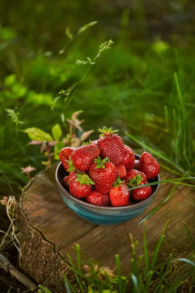 Fragole fresche biologiche in ciotola sul ceppo — Foto stock