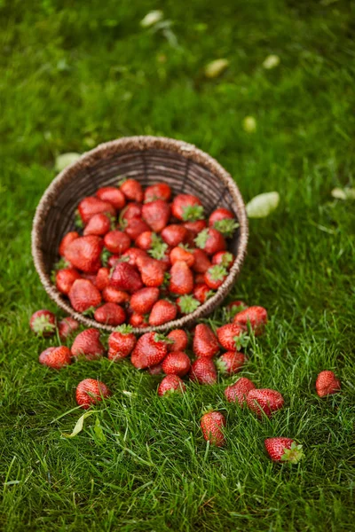 Délicieuses fraises rouges dans un panier en osier sur herbe verte — Photo de stock