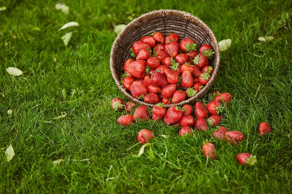 Délicieuses fraises sucrées dans un panier en osier sur herbe verte — Photo de stock