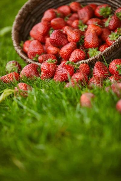 Selective focus of red strawberries in wicker basket on green grass — Stock Photo