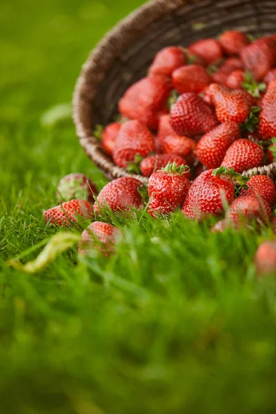 Enfoque selectivo de fresas rojas dulces en canasta de mimbre sobre hierba verde - foto de stock