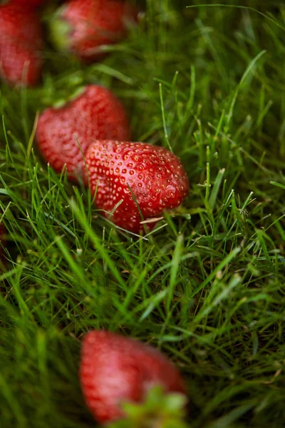 Close up of fresh red strawberries on green grass — Stock Photo