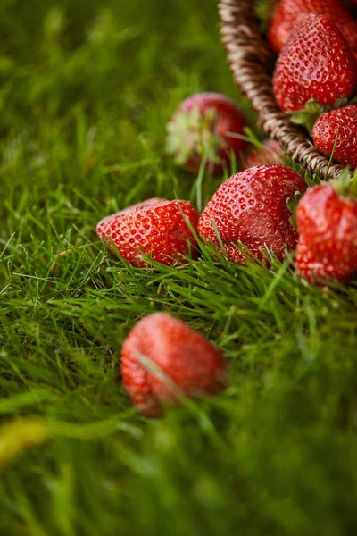 Selective focus of fresh strawberries in wicker basket on green grass — Stock Photo