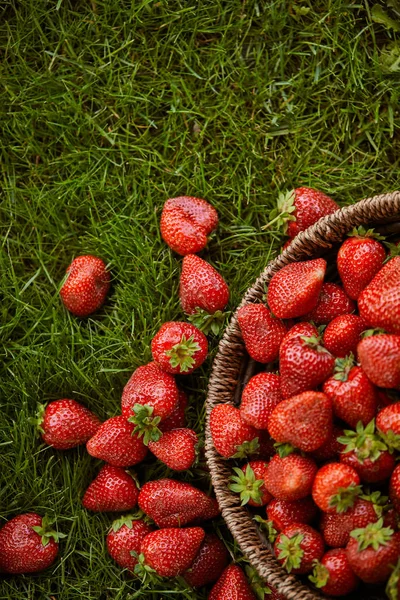 Draufsicht auf rote Erdbeeren im Weidenkorb auf grünem Gras — Stockfoto