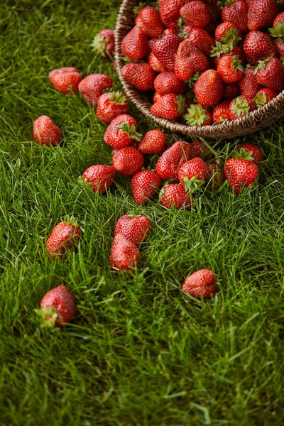 Sweet red strawberries in wicker basket on green grass — Stock Photo