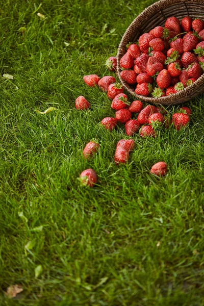 Fresh red strawberries in wicker basket on green grass — Stock Photo