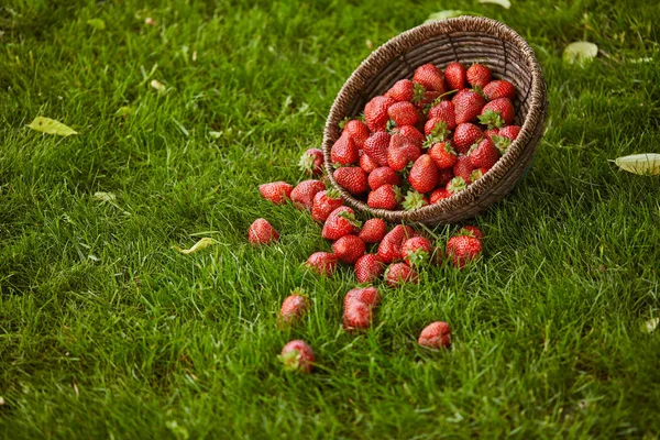 Sweet fresh strawberries in wicker basket on green grass — Stock Photo