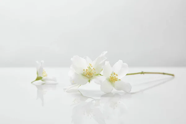 Fresh and natural jasmine flowers on white surface — Stock Photo
