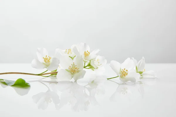 Flores de jazmín frescas y naturales en la superficie blanca - foto de stock