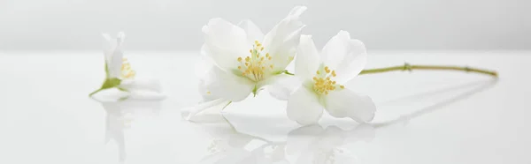 Panoramic shot of jasmine flowers on white surface — Stock Photo