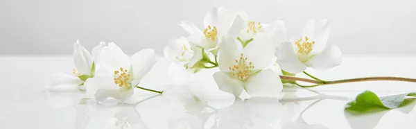 Plano panorámico de flores de jazmín en la superficie blanca - foto de stock