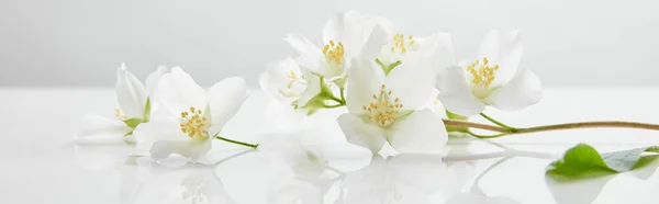 Panoramic shot of jasmine flowers on white surface — Stock Photo