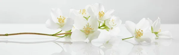 Plano panorámico de flores de jazmín en la superficie blanca - foto de stock