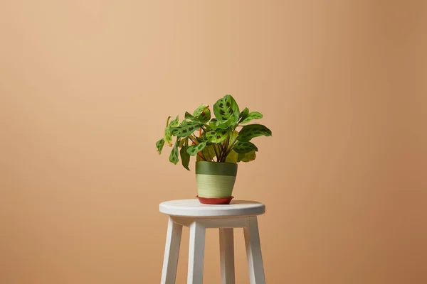 Pot de fleurs avec plante sur tabouret de bar isolé isolé sur beige — Photo de stock