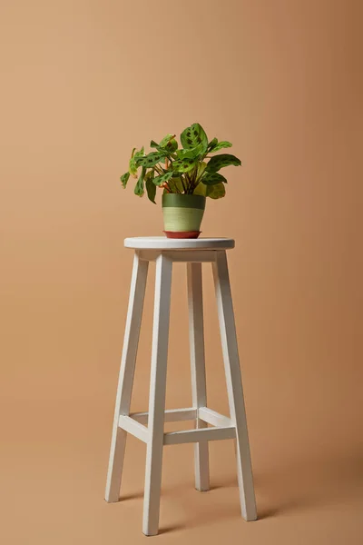Planta com folhas verdes em vaso na barra branca banquinho no fundo bege — Fotografia de Stock