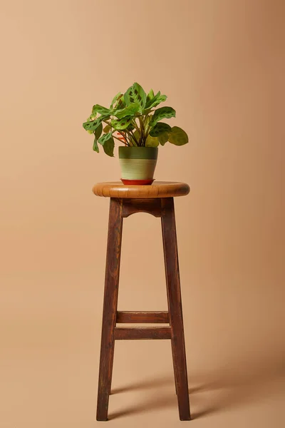 Blumentopf mit Pflanze auf Barhocker aus Holz auf beigem Hintergrund — Stockfoto