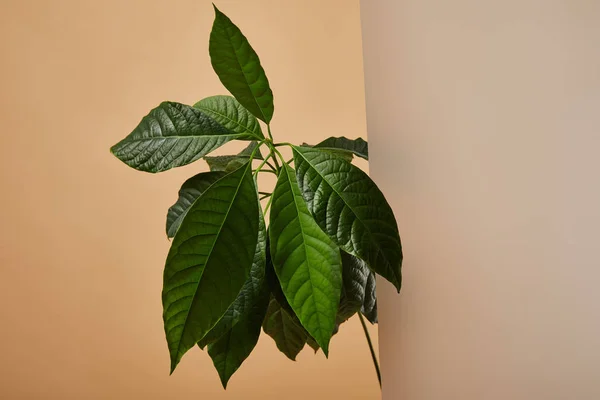 Листя авокадо за матовим склом — стокове фото
