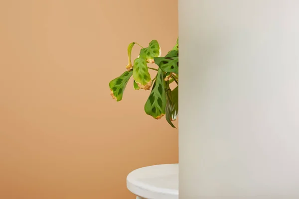 Hojas de planta en maceta detrás de vidrio mate en taburete blanco aislado en beige - foto de stock