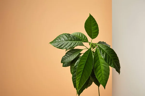 Листья дерева авокадо за матовым стеклом, изолированным на бежевом — стоковое фото