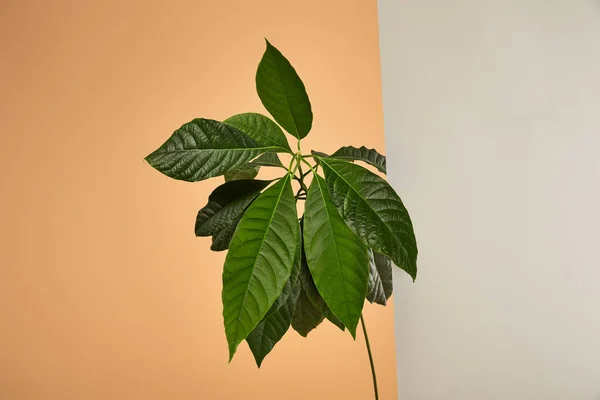 Green leaves of avocado tree behind glass on beige — Stock Photo