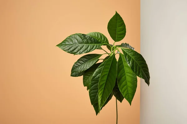 Avocadobaum hinter mattem Glas isoliert auf beige — Stockfoto