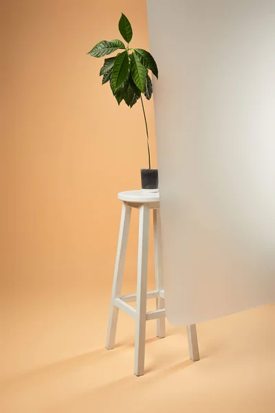 Avocadobaum im Blumentopf auf weißem Barhocker hinter mattem Glas auf beige — Stockfoto