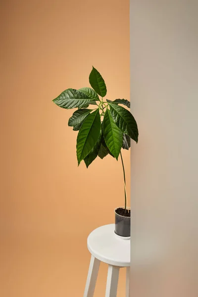 Avocadobaum im Topf auf weißem Barhocker hinter mattem Glas auf Beige — Stockfoto