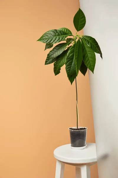 Avocado tree with big green leaves in pot near matt glass isolated on beige — Stock Photo