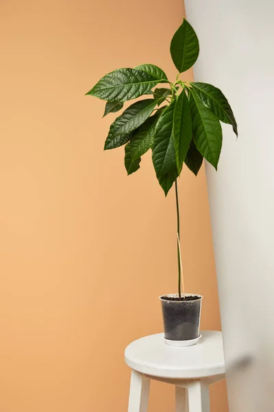 Avocat avec de grandes feuilles vertes en pot près de verre mat isolé sur beige — Photo de stock