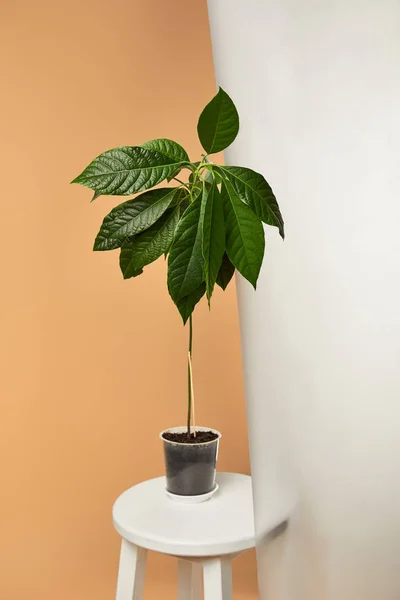 Avocado tree in flowerpot on white stool behind matt glass isolated on beige — Stock Photo