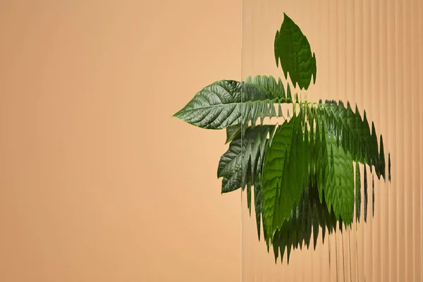 Grüne Blätter hinter Schilfglas isoliert auf Beige — Stockfoto