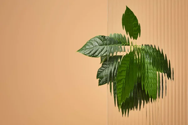 Green leaves behind reed glass isolated on beige — Stock Photo