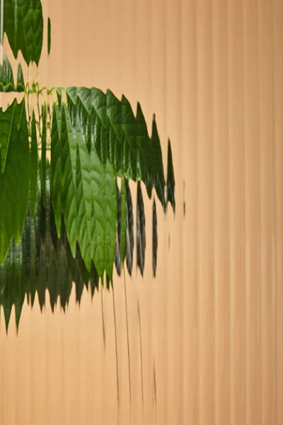 Blurred view of leaves behind reed glass isolated on beige — Stock Photo