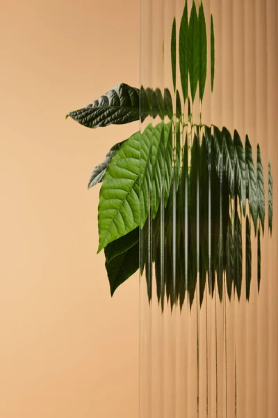 Green leaves of plant behind reed glass isolated on beige — Stock Photo