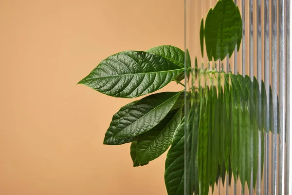 Avocado tree leaves behind reed glass isolated on beige — Stock Photo