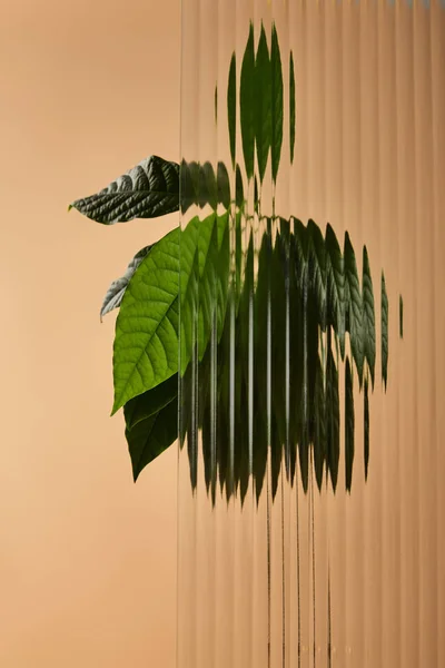 Avocado tree leaves behind reed glass isolated on beige — Stock Photo