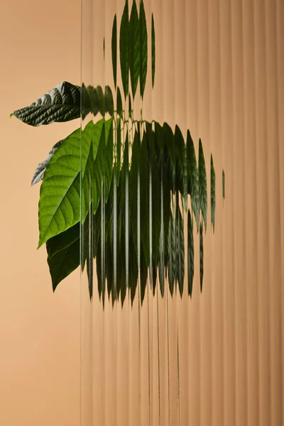 Leaves of avocado tree behind reed glass isolated on beige — Stock Photo