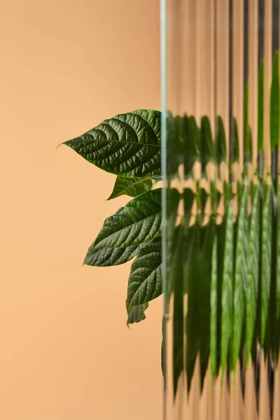 Big leaves of plant behind reed glass isolated on beige — Stock Photo
