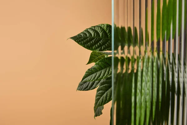 Leaves in shadow behind reed glass isolated on beige — Stock Photo