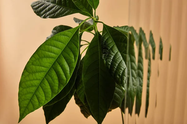 Close up view of green leaves of avocado tree behind reed glass isolated on beige — Stock Photo