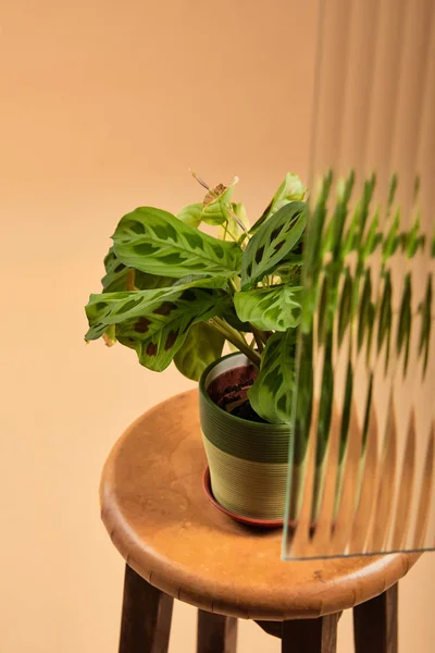 Vue grand angle de la plante sur pot de fleurs sur tabouret de bar en bois derrière roseau verre isolé sur beige — Photo de stock